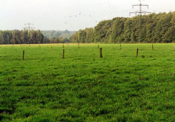 A Green Color Field With Wood Poles