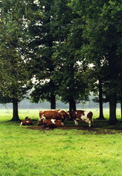 A Green Field WIth Trees and Cows Grazzing