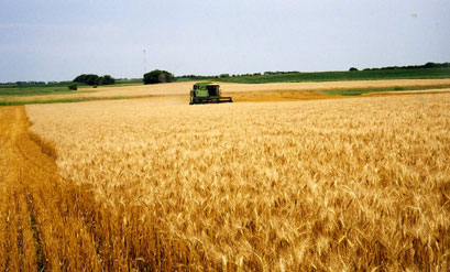 A Machine Harvesting Wheat on a Field