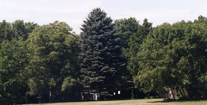 An Open Field With Large and Wide Trees